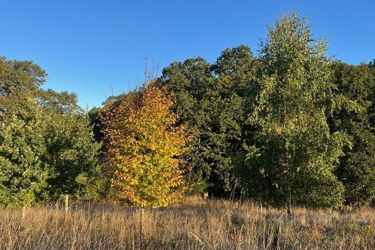 View of trees with leaf colours starting to change for autumn