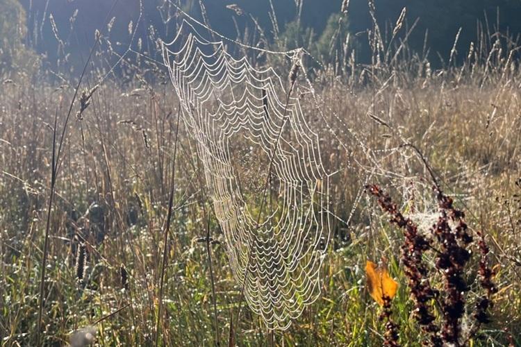 Early morning dew on a cobweb