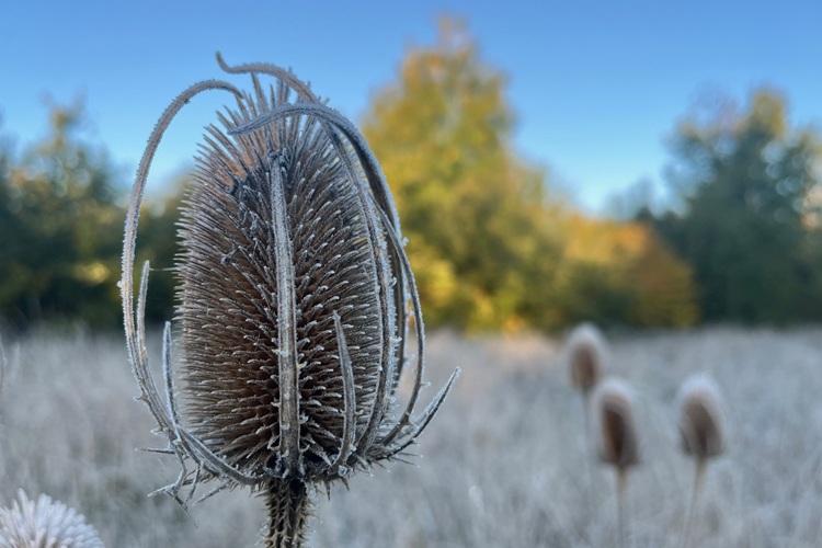 Teasel head in foreground of frosty dawn field and trees illuminated by the sun.