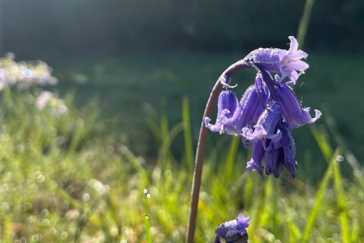 Image of bluebell at Alne Wood Park