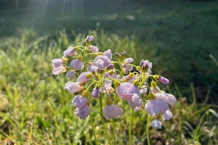 Picture of Cuckoo Flower at Alne Wood Park
