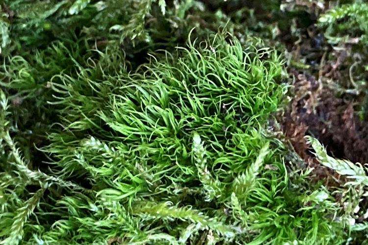 Image of Mountain Fork Moss - Dicranum montanum