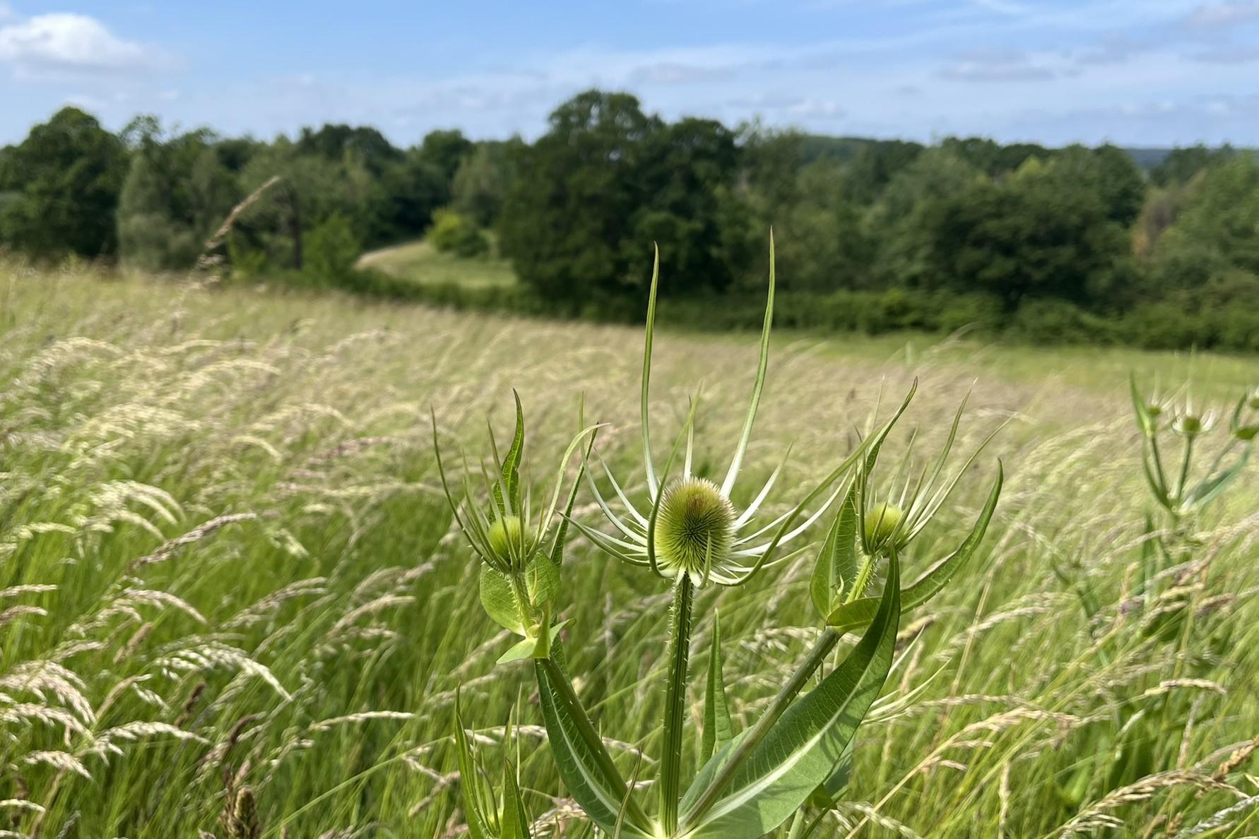 Picture of Teasels in long grass at Alne Wood Park