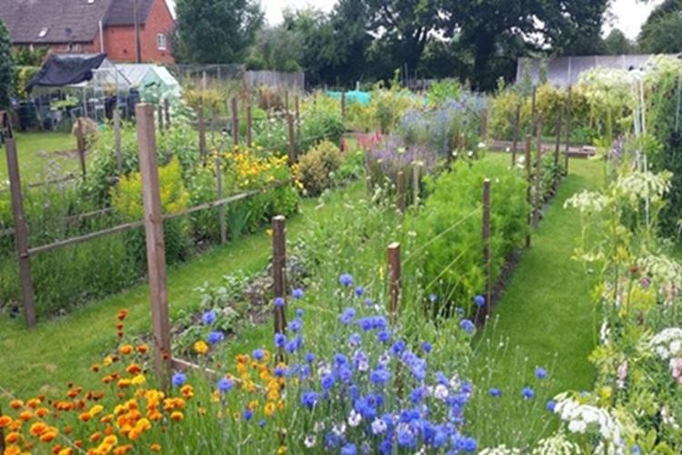 Image of the flower growing plot at Oversley Flowers