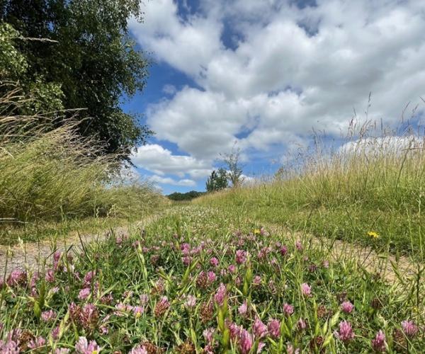 A ground level view of a cluster of clover on a track through grassland.