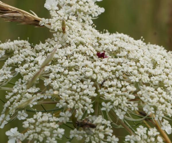 Close up of head of Wild Carrot plant