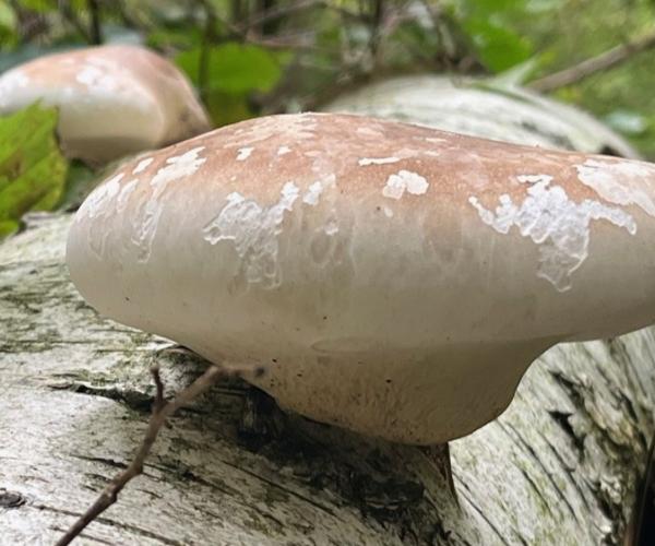 Fungus growing out of a log in the woods