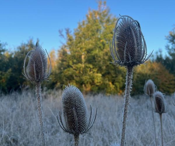 Teasels in frosty field with sunlight on distant autumnal tree