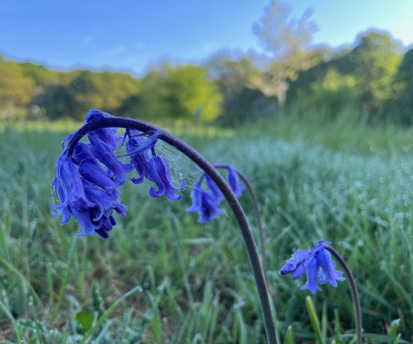 Close up of bluebell in field