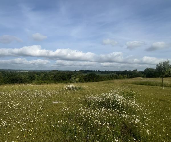 Panoramic view taken at Alne Wood Park