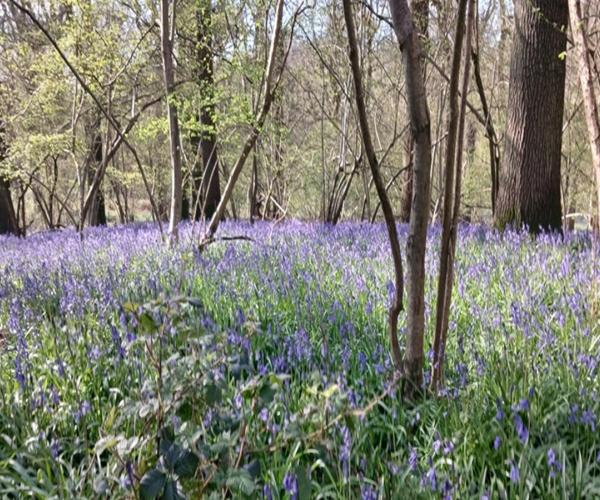 Image of woodland with bluebells