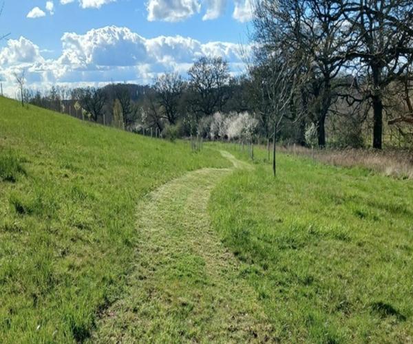 Picture of the memorial tree pathway at Alne Wood Park