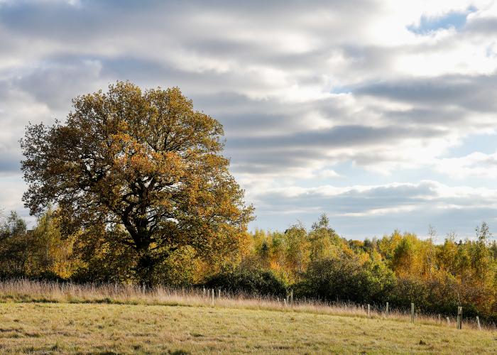 Oak Tree in Alne Wood Park